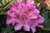 Rhododendron Yakushimanum 'Pink Cherup' 40-50 cm