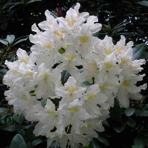 Rhododendron Hybr. 'Cunningham White'  balliert, 40-50 cm hoch