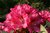 Rhododendron Yakushimanum 'Sneezy' rot 40-50 cm
