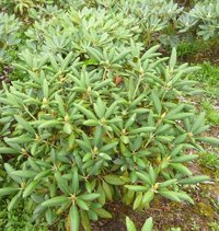 Rhododendron Yakushimanum weiß 40-50 cm