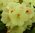 12 Rhododendron Yakushimanum 30-40 cm/ 13 Farben zur Auswahl / frei Haus