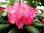 12 Rhododendron Yakushimanum 30-40 cm/ 13 Farben zur Auswahl / frei Haus