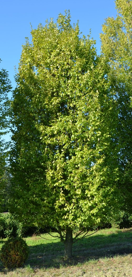Säulenhainbuche, Carpinus Betulus fastigiata , 650-700 cm hoch 6 x verschult