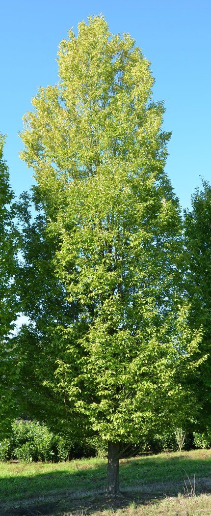 Säulenhainbuche Carpinus Betulus fastigiata 800-900 cm hoch 6 x verschult