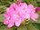 Solitärer Rhododendron Roseum Elegans 180-220cm Versand auf Anfrage