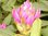 Solitärer Rhododendron Roseum Elegans 180-220cm Versand auf Anfrage
