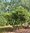Baumrhododendron 'Caractacus' 210 cm hoch, 280-300 cm breit