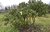 Baumrhododendron 'Caractacus' 210 cm hoch, 280-300 cm breit