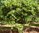 3 Baumrhododendron 'Caractacus' 210 cm hoch, 280-300 cm breit