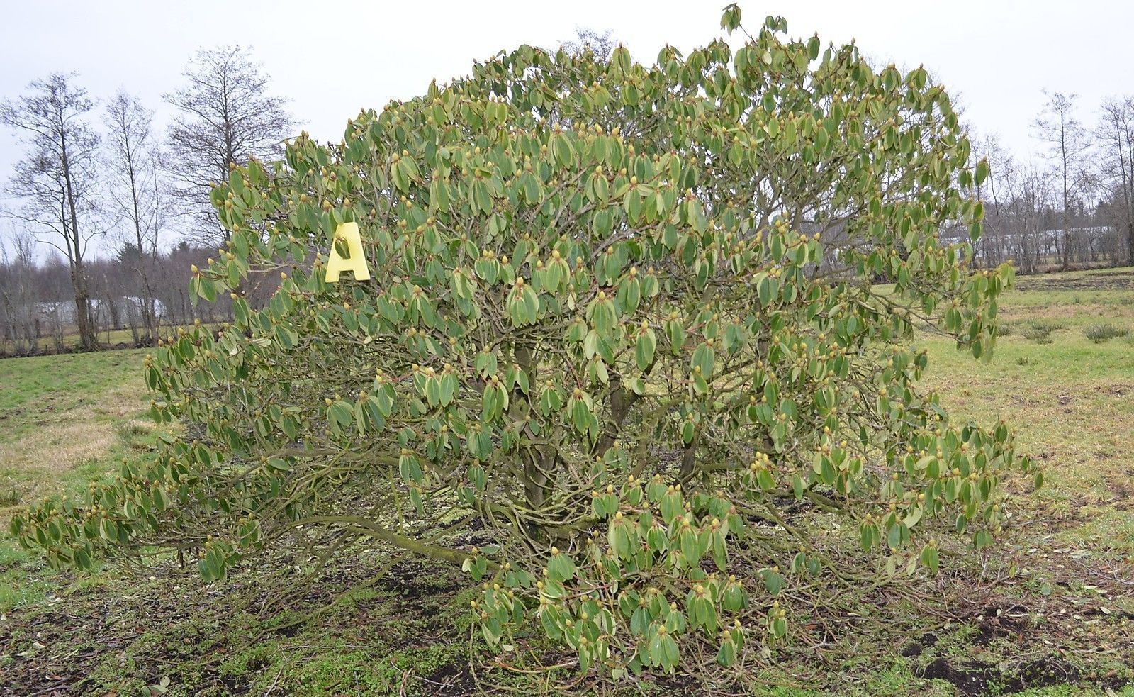 Solitärer Rhododendron Ronsdorfer 250-300cm, Versandkosten auf Anfrage