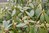 Solitärer Rhododendron Ronsdorfer 250-300cm, Versandkosten auf Anfrage