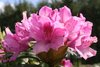 12 Stück Rhododendron 'Roseum Elegans' 40-50 cm