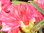 8-Rhododendron-40-50 cm-Yakushimanum-rot-balliert inkl. Versand