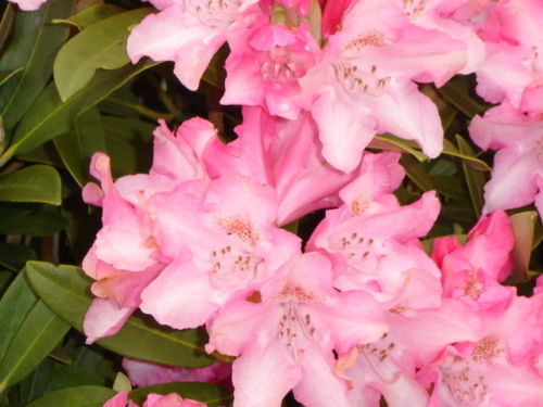 8-Rhododendron-40-50cm-Yakushimanum-rosa inkl. Versand