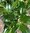 Prunus Herbergii 120cm hoch, 60-70cm breit Abholpreis