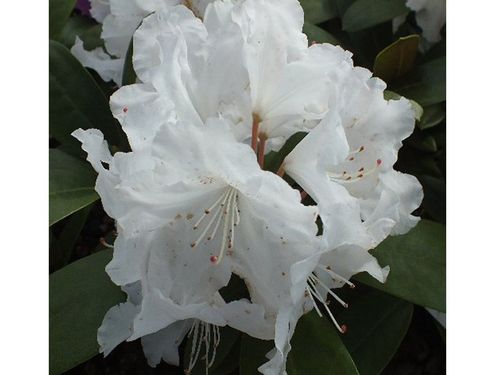 Rhododendron Yakushimanum 'Schneekrone' , 90-100 cm