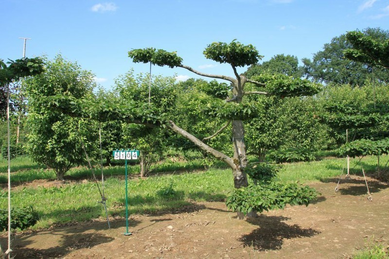 Carpinus betulus als Bonsai, 5xv., B 200-250 cm, H 250-300 cm inkl. Versand