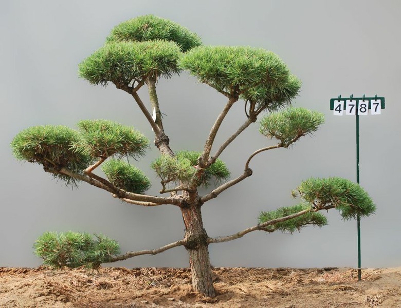 Pinus sylvestris als Bonsai, 6xv., B 150-200 cm, H 150-175 cm inkl. Versand