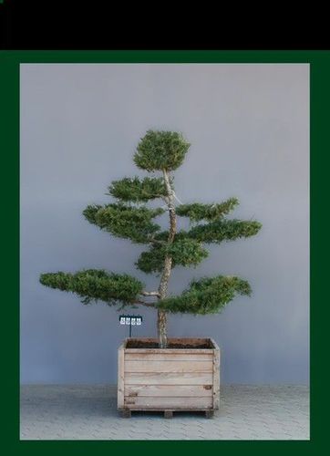 Juniperus media 'Hetzii' als Bonsai, 7xv., B 200-250 cm, H 250-275 cm inkl. Vers.