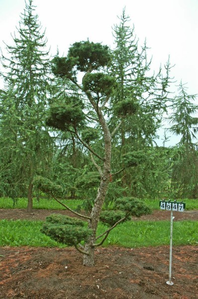 Larix kaempferi als Bonsai, 4xv., B 150-200 cm, H 250-300 cm inkl. Versand