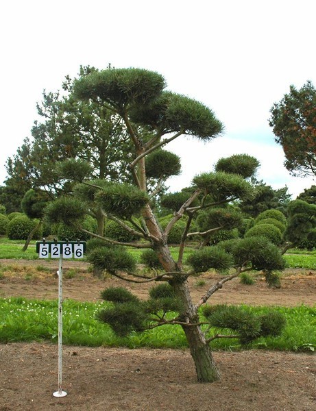 Pinus sylvestris als Bonsai, 6xv., B 150-200 cm, H 175-200 cm inkl. Versand
