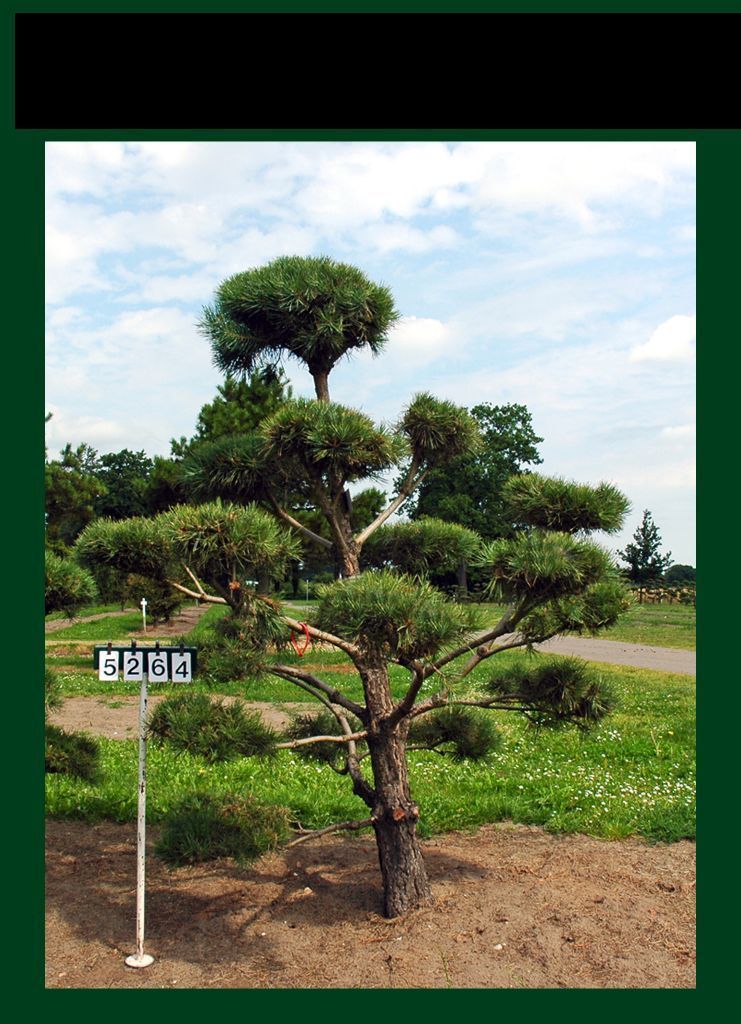 Pinus sylvestris als Bonsai, 6xv., B 150-200 cm, H 200-225 cm inkl. Versand