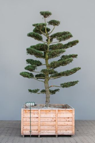 Pinus parviflora 'Glauca' als Bonsai, 8xv., B 250-300 cm, H 350-400 cm inkl. Versand