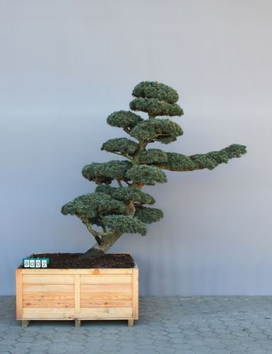 Pinus parviflora (pentaphylla) als Bonsai, 7xv., B 200-250 cm, H 225-250 cm inkl. Versand