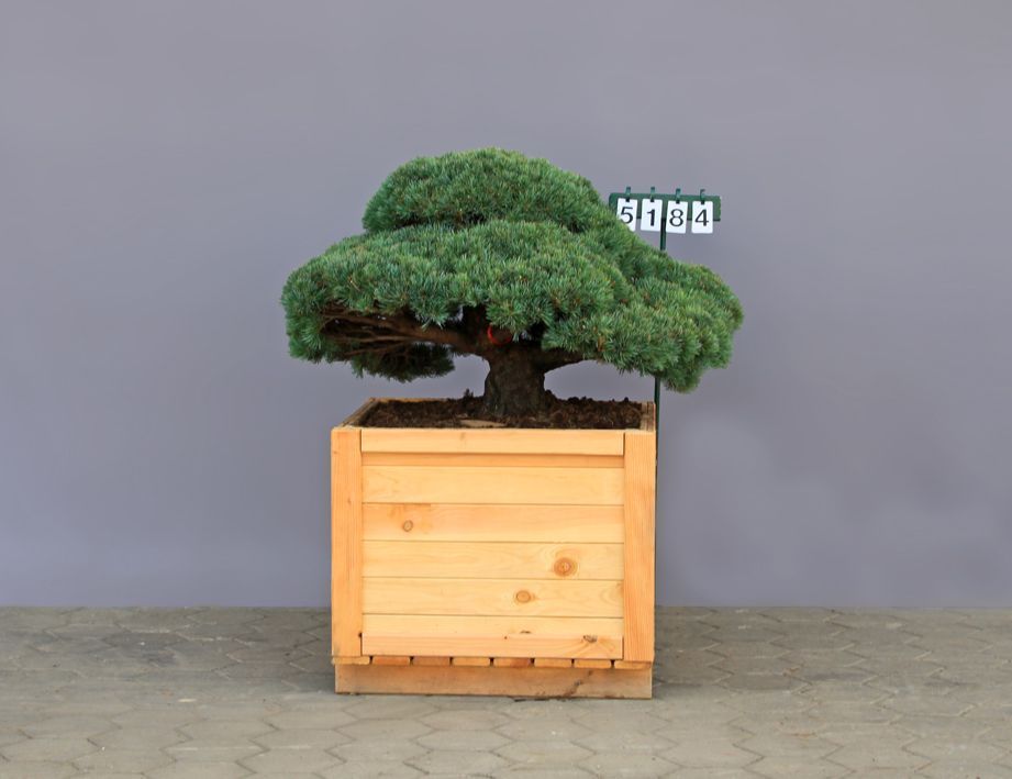 Pinus parviflora (pentaphylla) als Bonsai,4xv., B 125-150 cm, H 60-80 cm inkl. Versand