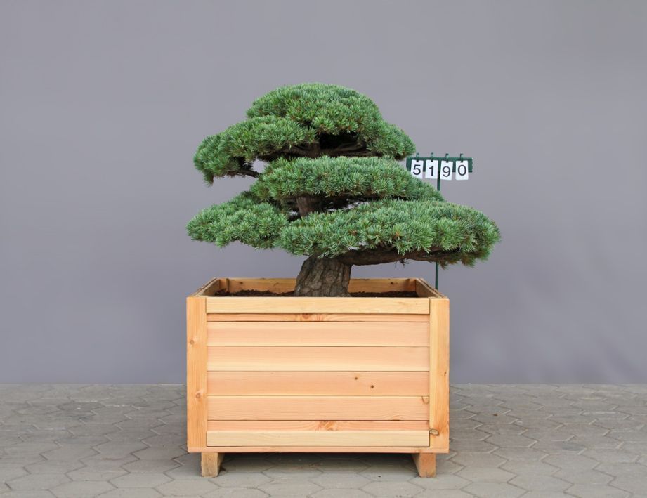 Pinus parviflora (pentaphylla) als Bonsai,4xv., B 125-150 cm, H 80-100 cm inkl. Versand