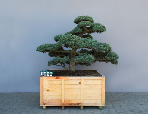 Pinus parviflora (pentaphylla) als Bonsai, 6xv., B 200-250 cm, H 150-175 cm inkl. Versand