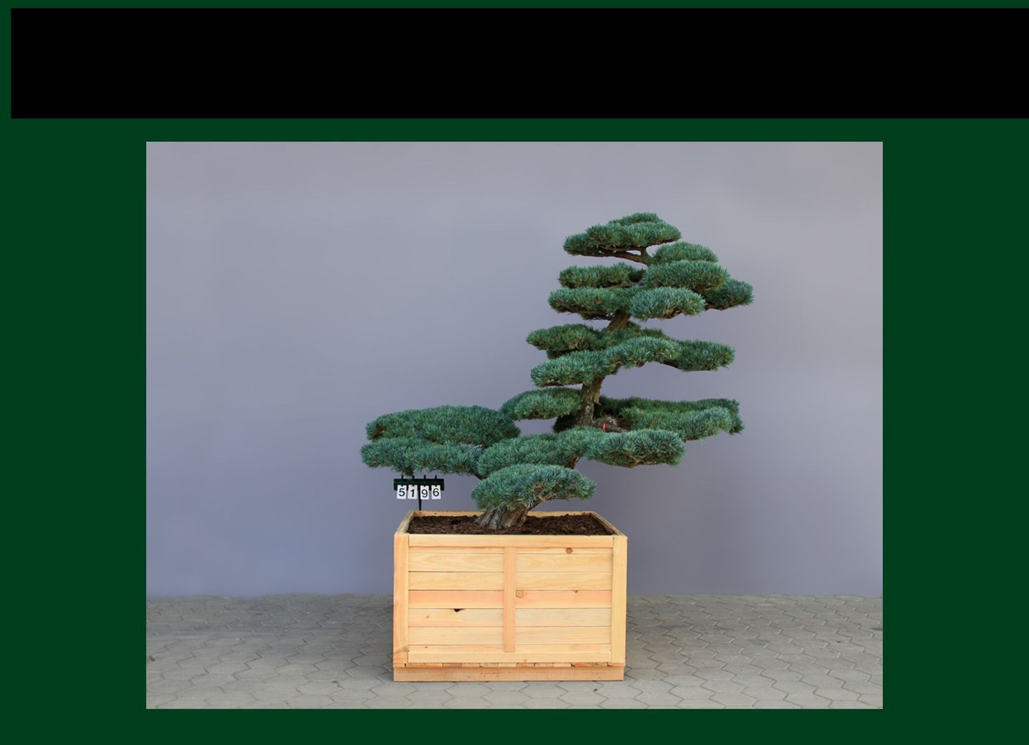 Pinus parviflora (pentaphylla) als Bonsai, 6xv., B 200-250 cm, H 175-200 cm inkl. Versand