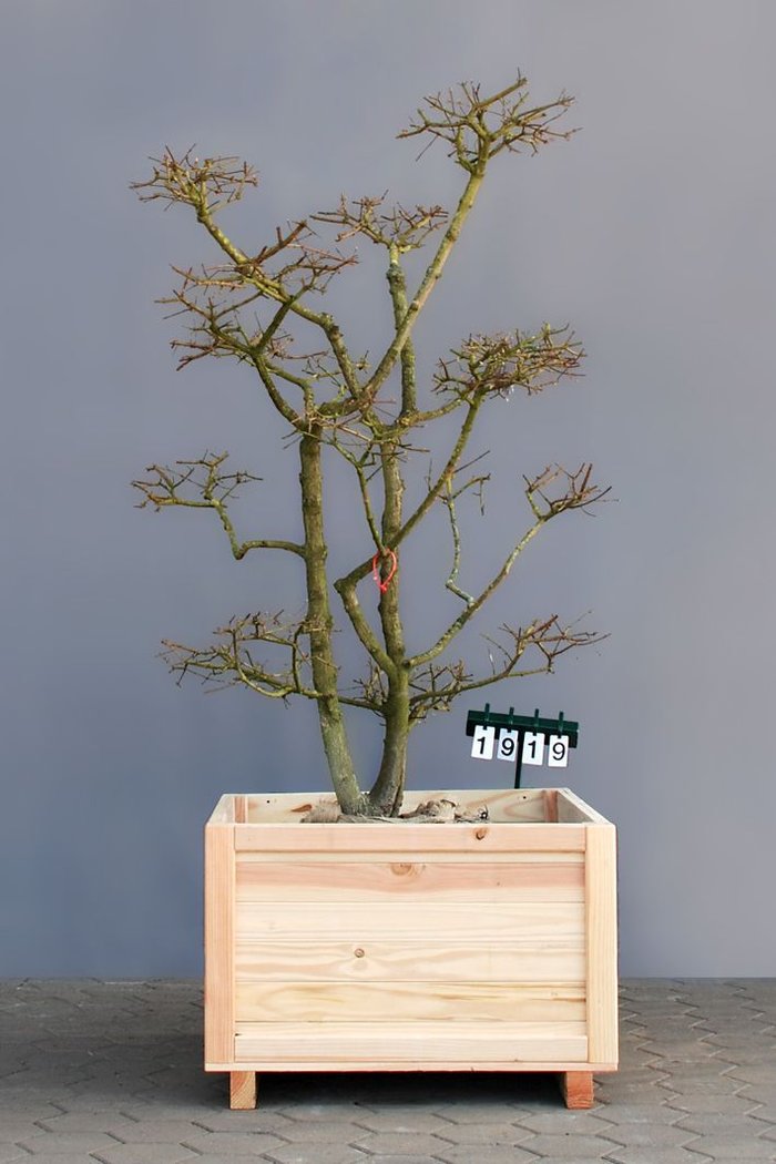Acer campestre als Bonsai, 4xv., B 125-150 cm, H 175-200 cm inkl. Versand