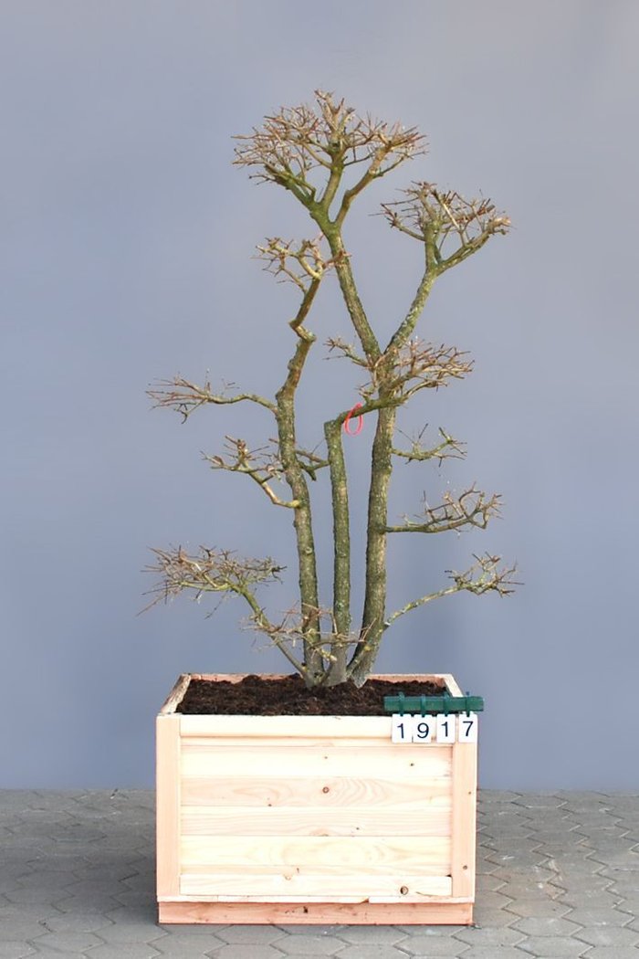 Acer campestre als Bonsai, 4xv., B 125-150 cm, H 200-250 cm