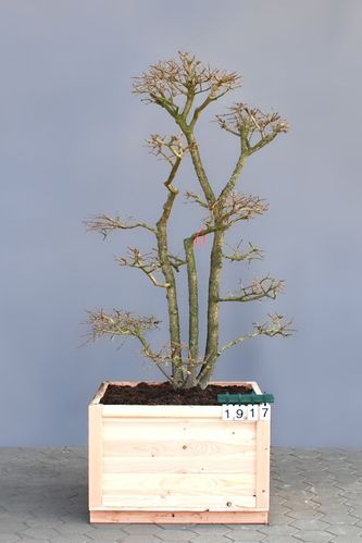 Acer campestre als Bonsai, 4xv., B 125-150 cm, H 200-250 cm