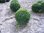 Solitäre Buchsbaumkugeln Buxus Sempervirens 70cm 4x verschult