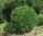 Solitäre Buchsbaumkugeln Buxus Sempervirens 70cm 4x verschult