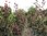 Große Blutbuchen, 230-250 cm hoch, Fagus sylvatica 'Purpurea'