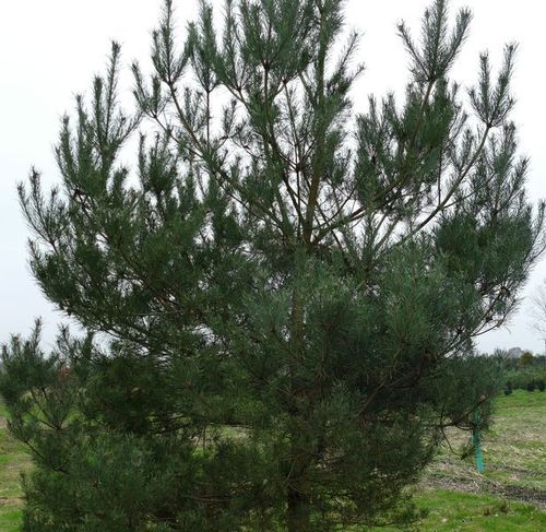 Norwegische Kiefer Typ Norske (Pinus sylvestris) Höhe 380-400 cm, Breite 150-200 cm