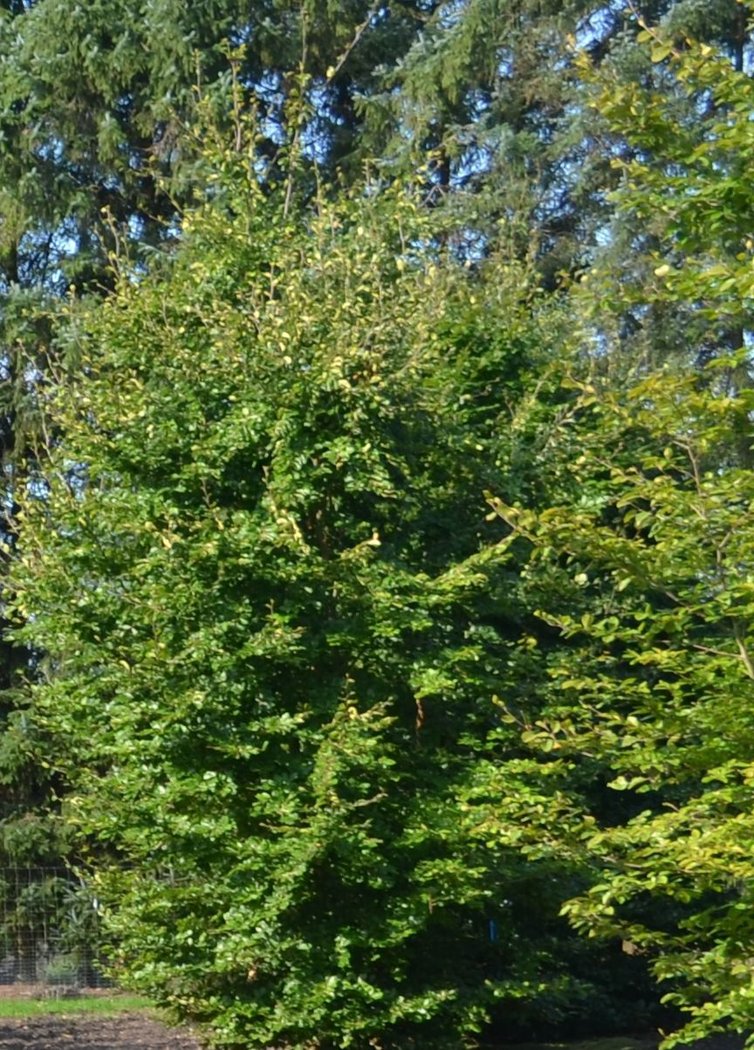 Solitäre Blutbuche, Höhe 300-350 cm, Fagus sylvatica purpurea