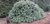 Solitärer Rhododendron 'Catawbiense grandiflorum Boursault', 6,5 m breit/3,20 m hoch