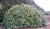 Solitärer Rhododendron 'Catawbiense grandiflorum Boursault', 6,5 m breit/3,20 m hoch