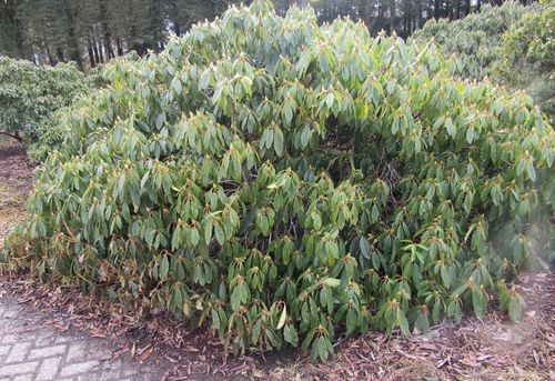 Rhododendron 'Blue Peter', Höhe 180 cm, Breite 350 cm