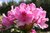 Solitärer Rhododendron 'Roseum Elegans', Höhe 350 cm, Breite 600 cm