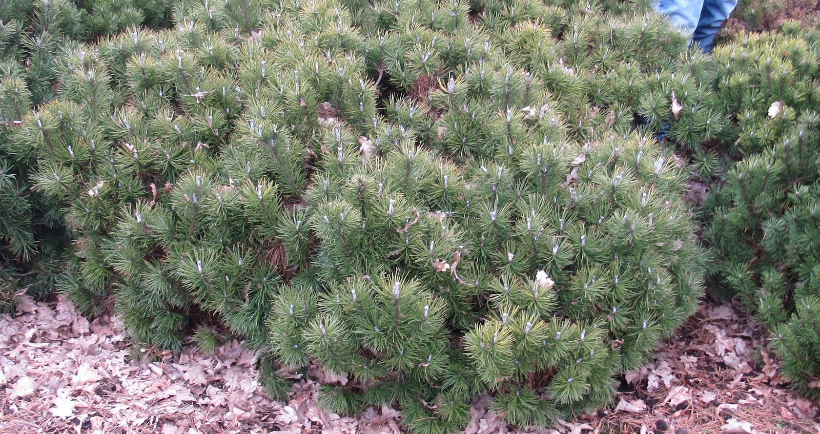 Solitäre Krummholz-Kiefer, Pinus Mugo Mughus, H 100 cm, B 125-150 cm