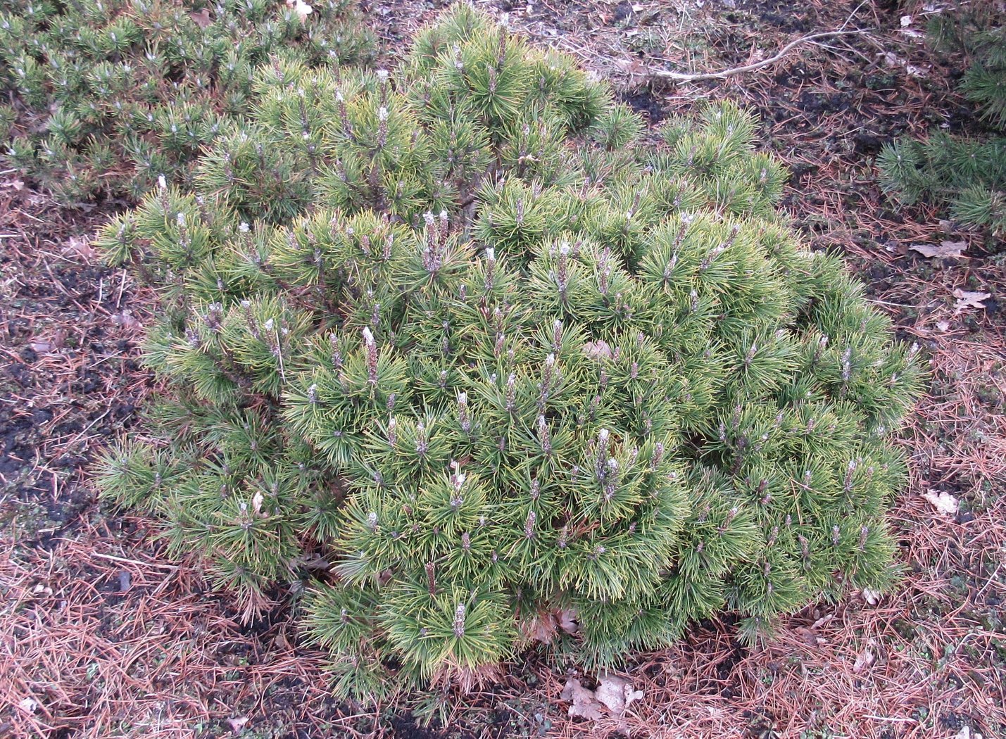 Solitäre Krummholz-Kiefer Pinus Mugo Mughus, H 80 cm, B 100-125 cm