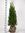 Edel Lebensbaum Thuja Smaragd Höhe 80-100 cm Abholpreis