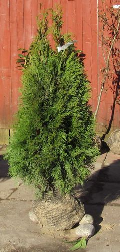 Edel Lebensbaum Thuja Smaragd Höhe 80-100 cm Abholpreis