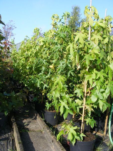 Solitärer Chinesischer Amberbaum (Seesternbaum) Liquidambar acalycina 230-250cm hoch