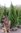 Breite, kompakte Edel-Lebensbäume Thuja Smaragd 130-150cm hoch